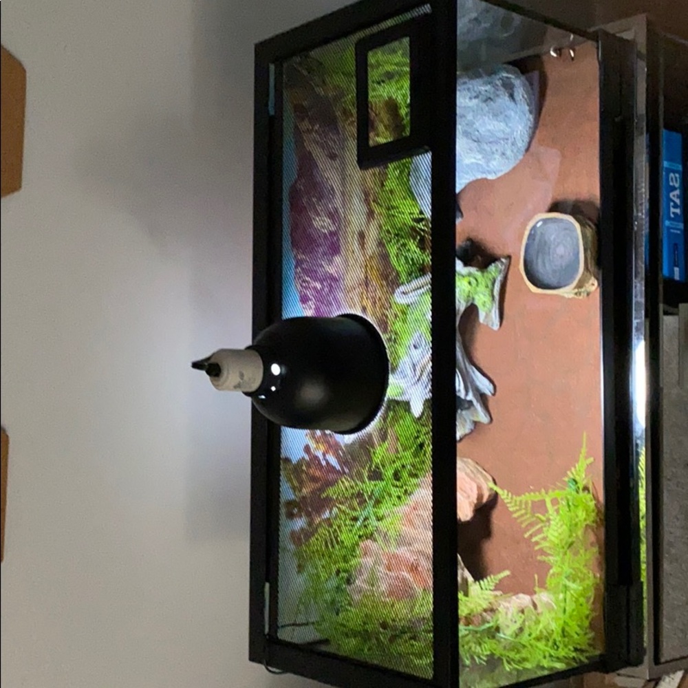 Reptile (leopard Gecko) Tank - Picture 3 of 6